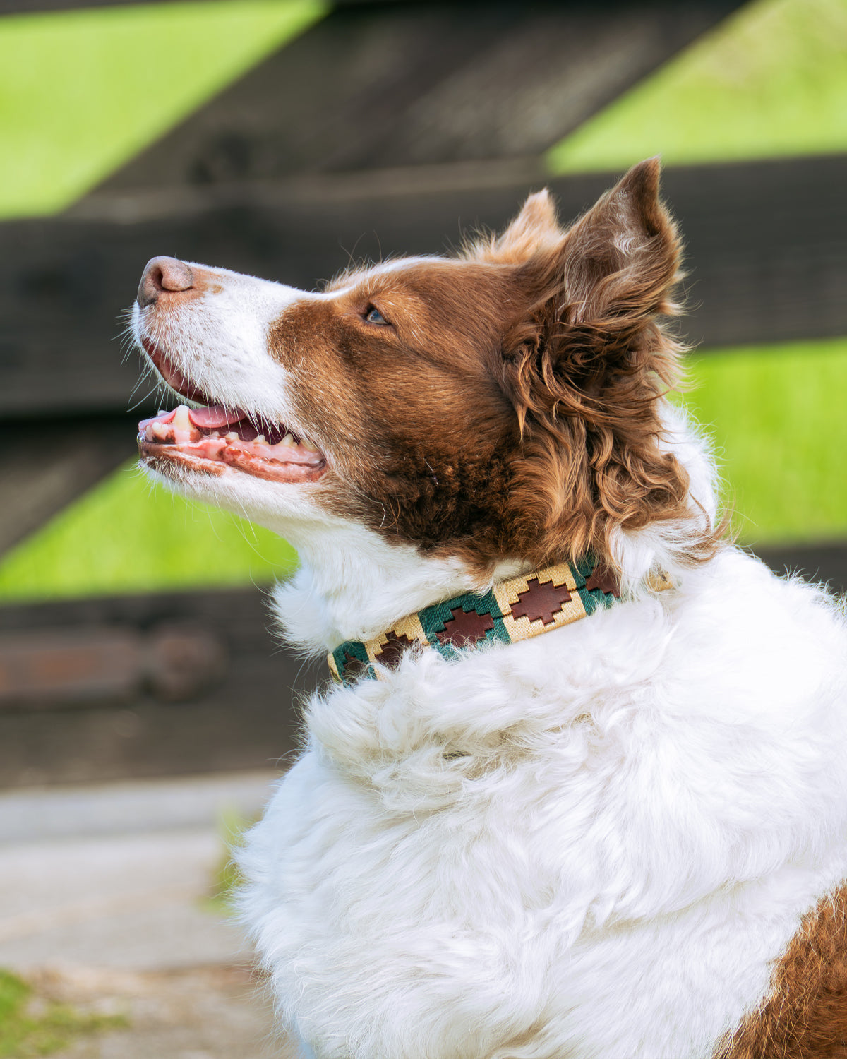Dog Collar - Turquesa
