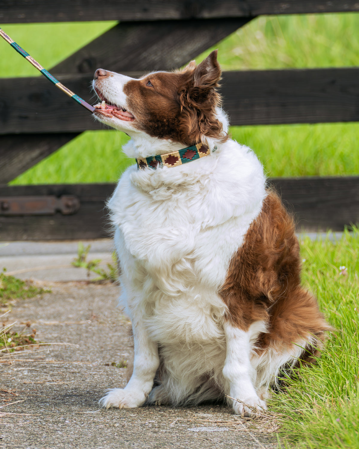 Dog Collar - Turquesa