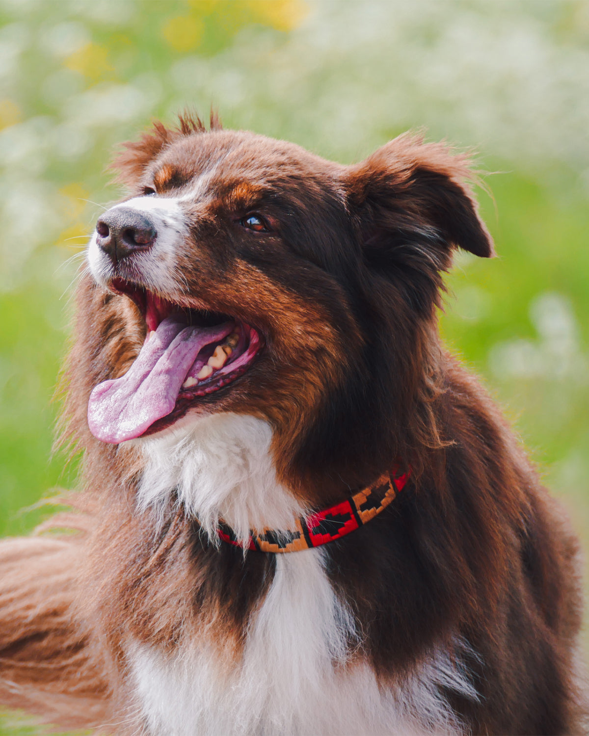 Dog Collar - Rojo