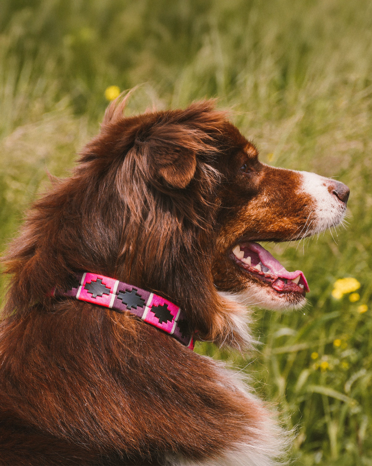 Dog Collar - Rosado