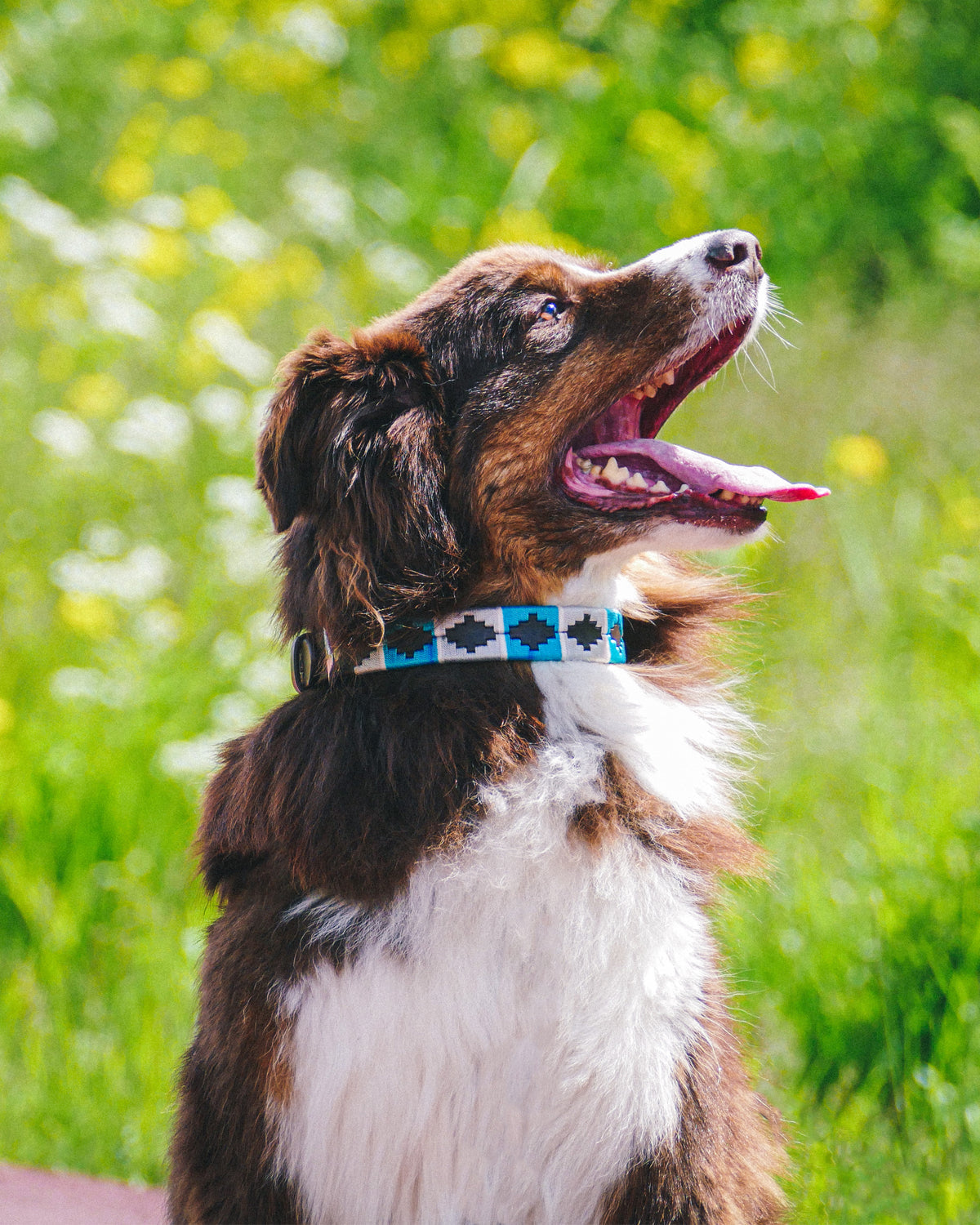Dog Collar - Turquesa