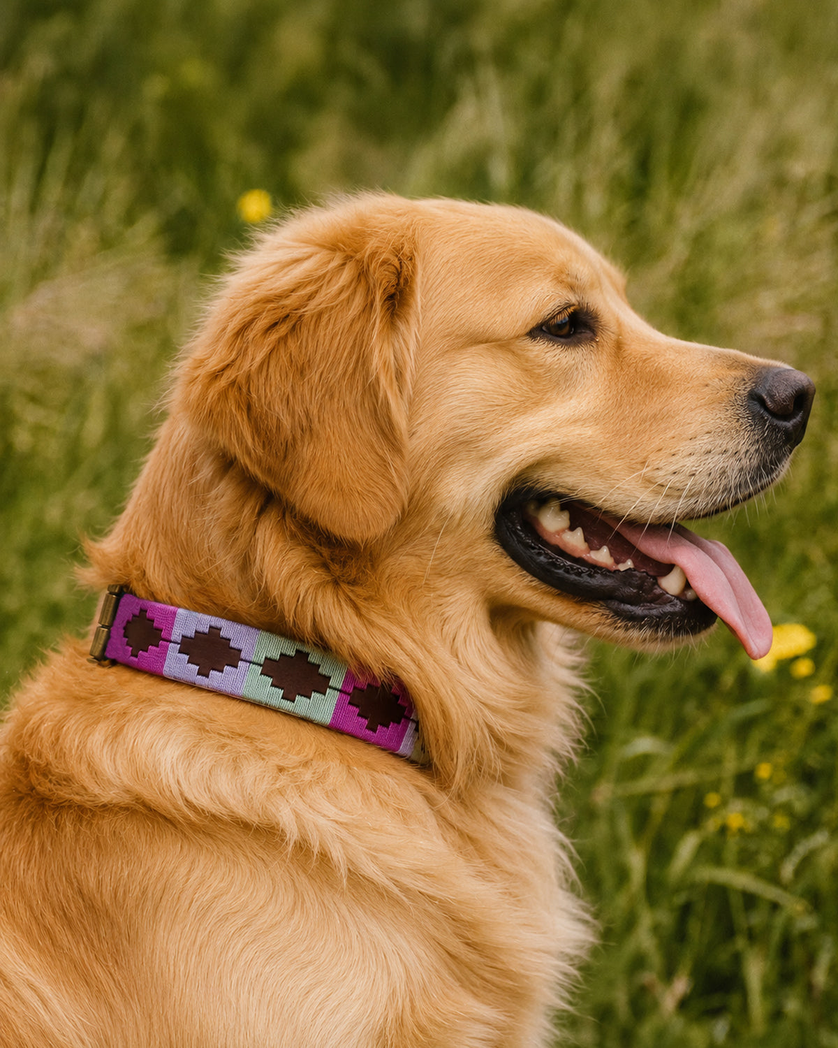 Dog Collar - Turquesa