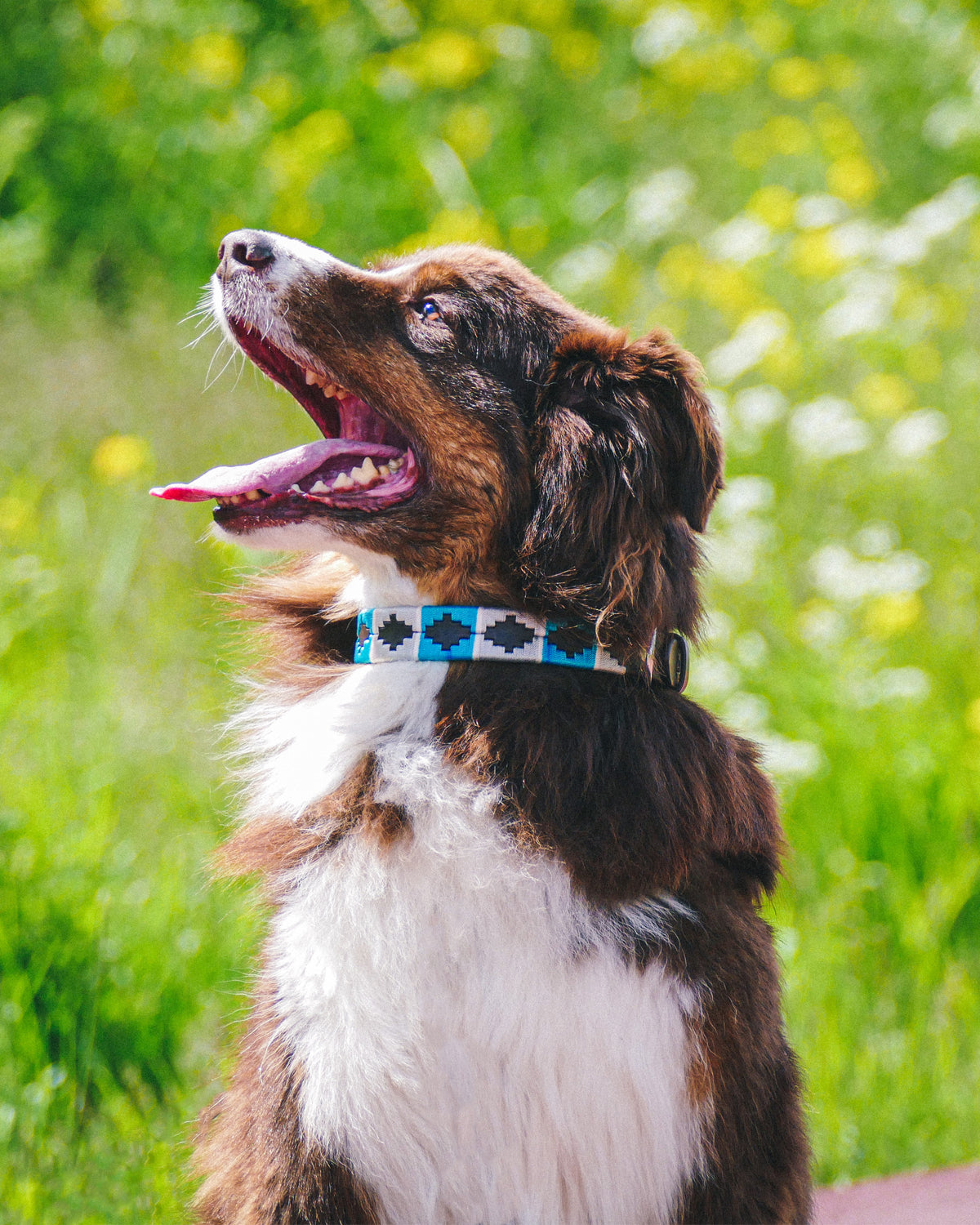 Dog Collar - Turquesa
